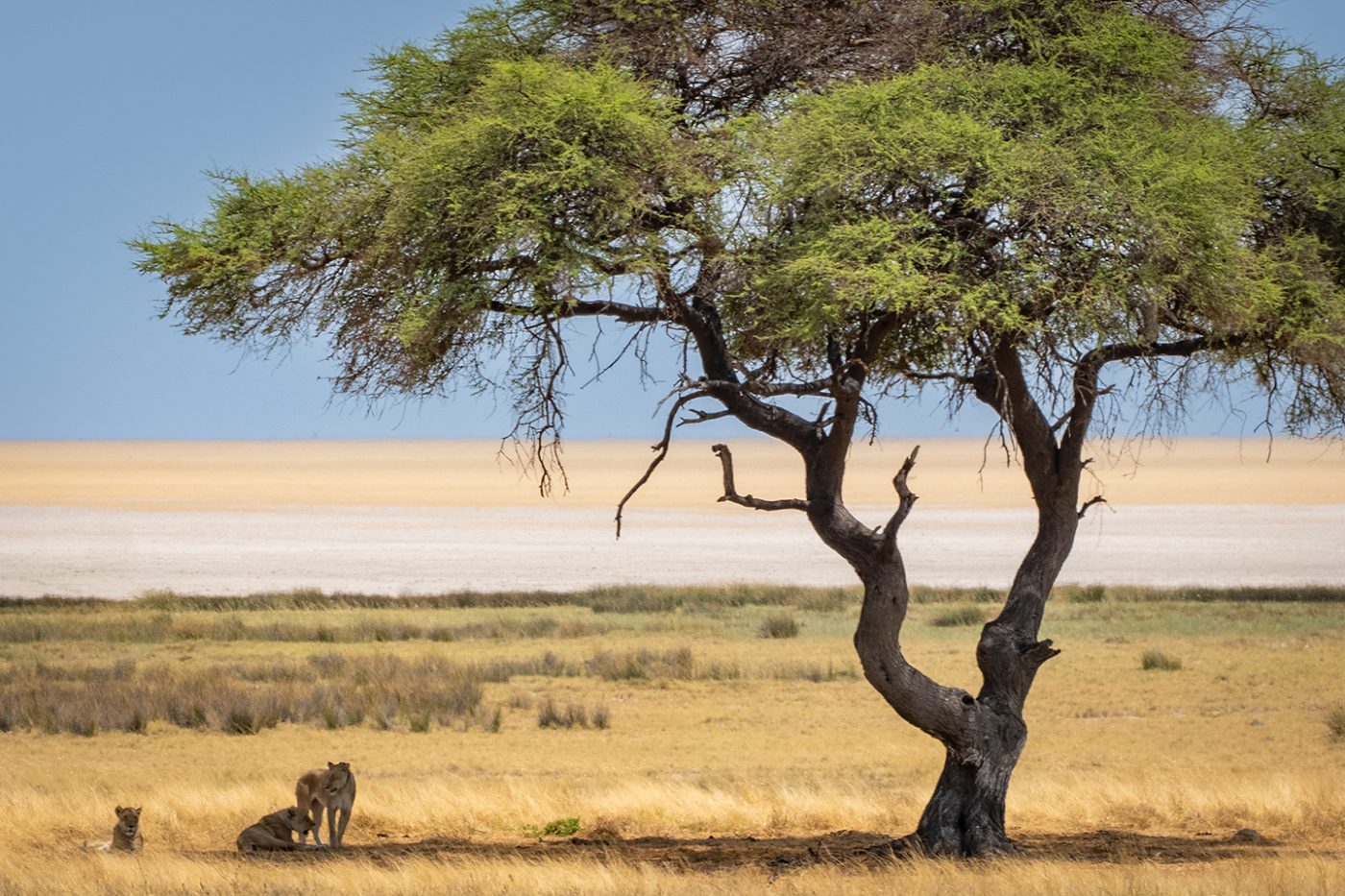 Queens of the desert