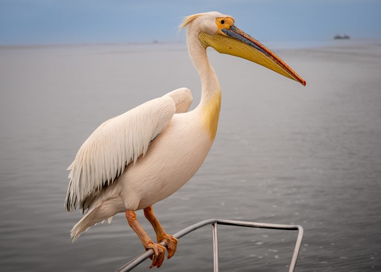 Catamaran Charter Cruise