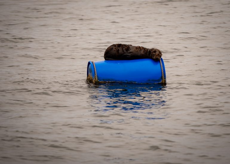 Catamaran Charter Cruise
