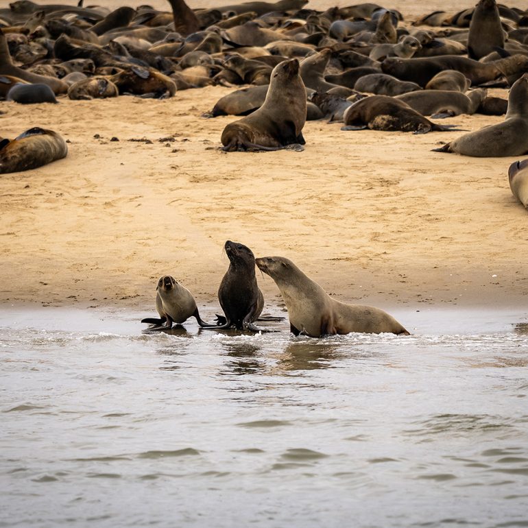 Catamaran Charter Cruise