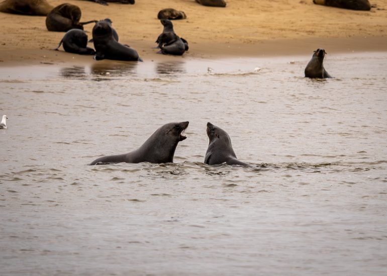 Catamaran Charter Cruise