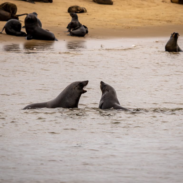 Catamaran Charter Cruise