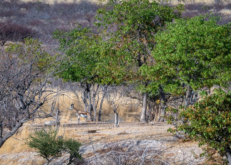 Vingerklip Waterhole
