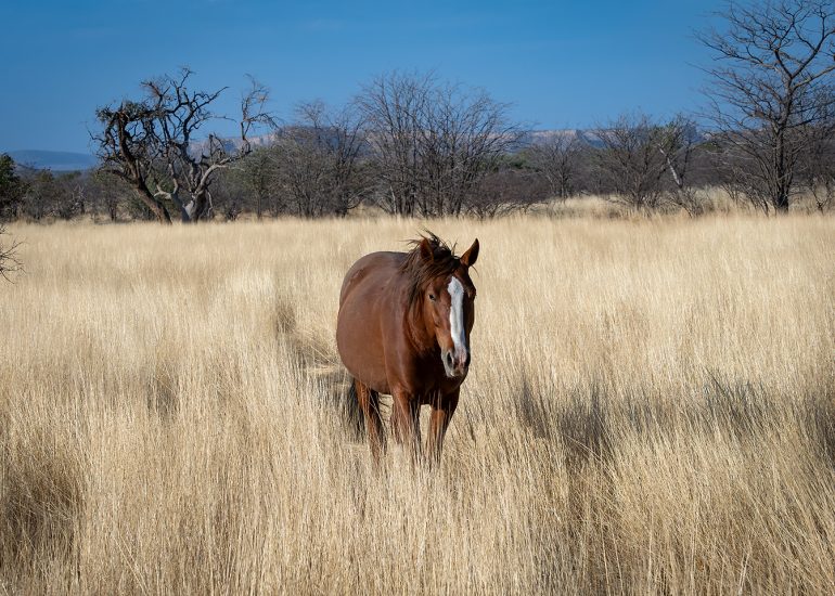 Brown Beauty