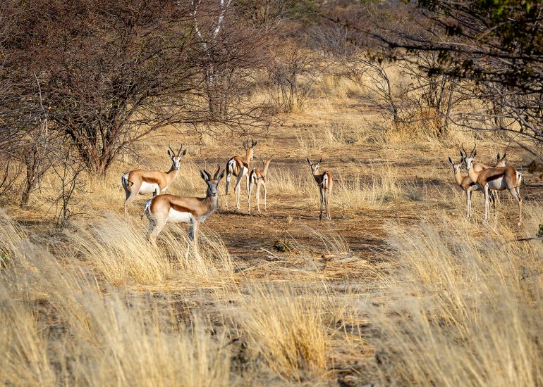 Springbok