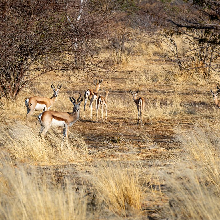 Springbok