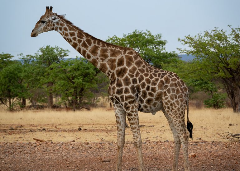 Giraffe