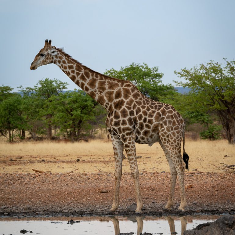 Giraffe