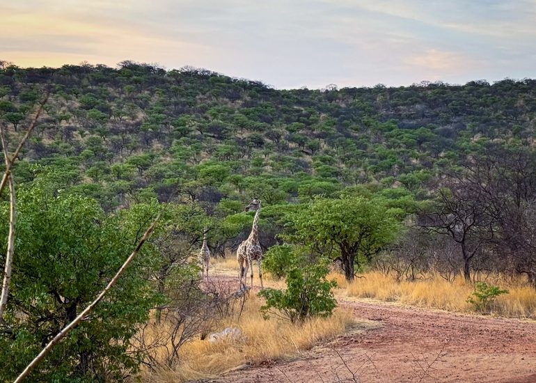 Giraffes in the frontyard