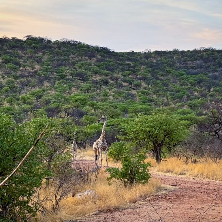 Giraffes in the frontyard