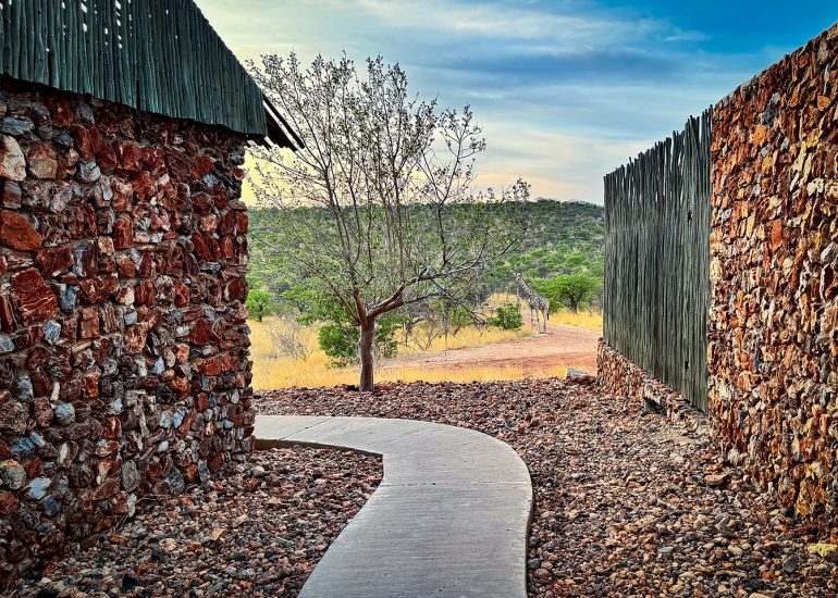 Giraffes in the frontyard