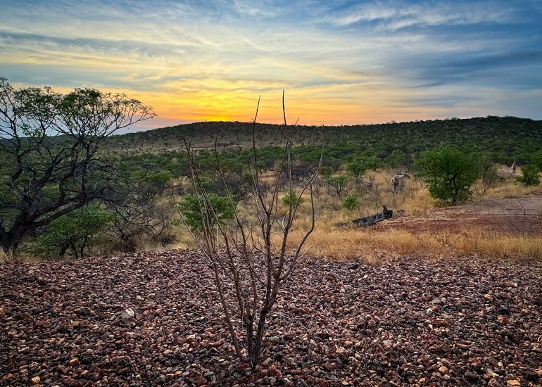 Giraffes in the frontyard