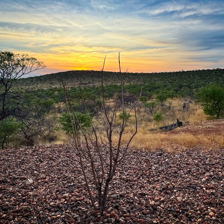 Giraffes in the frontyard
