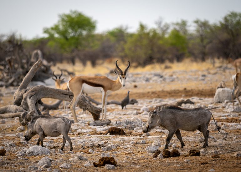 Springbok and Pumba