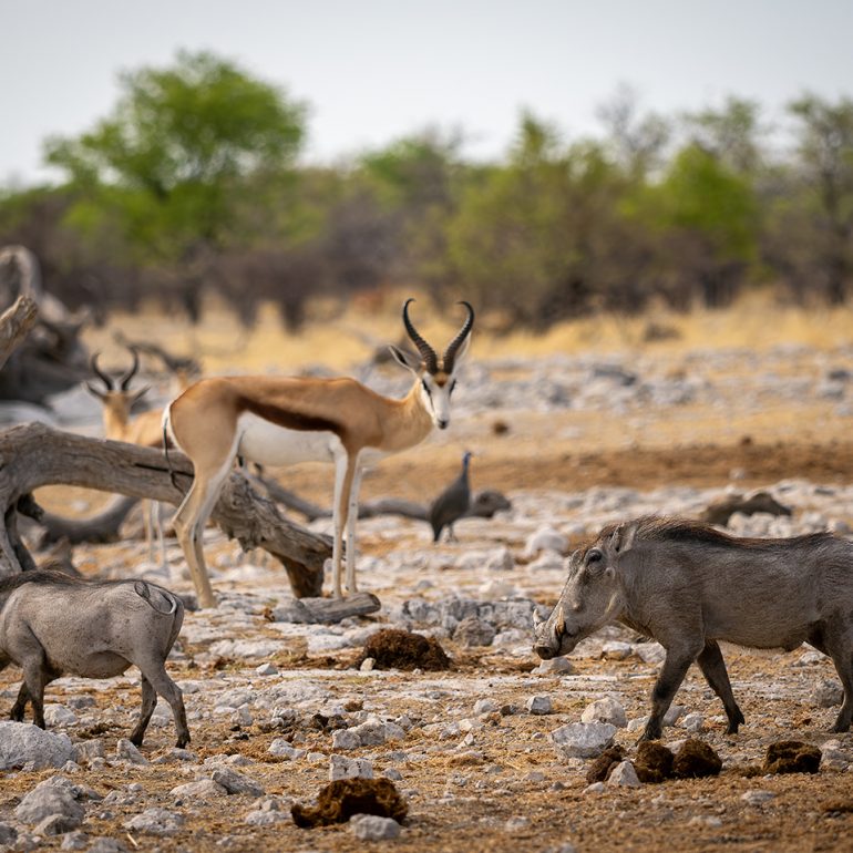 Springbok and Pumba