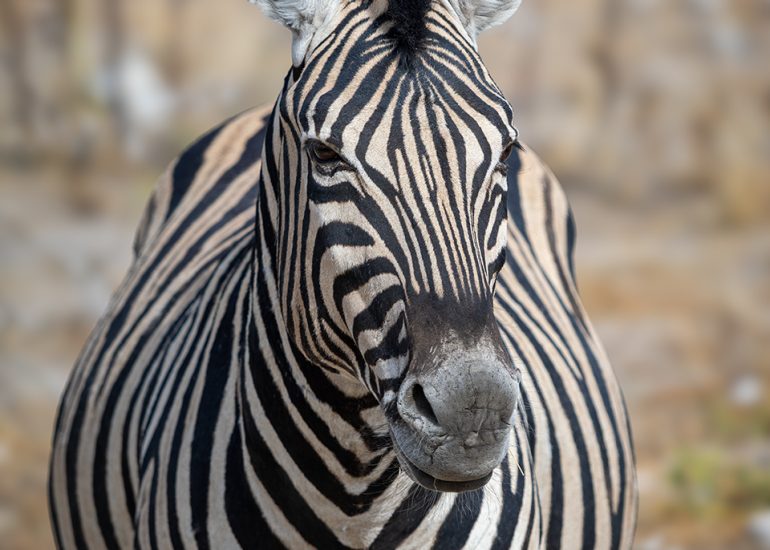 Zebra