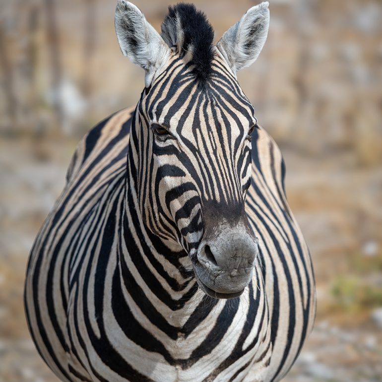 Zebra