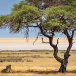 Queens of the desert