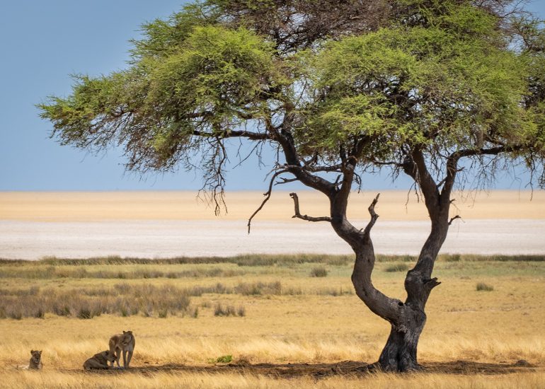 Queens of the desert