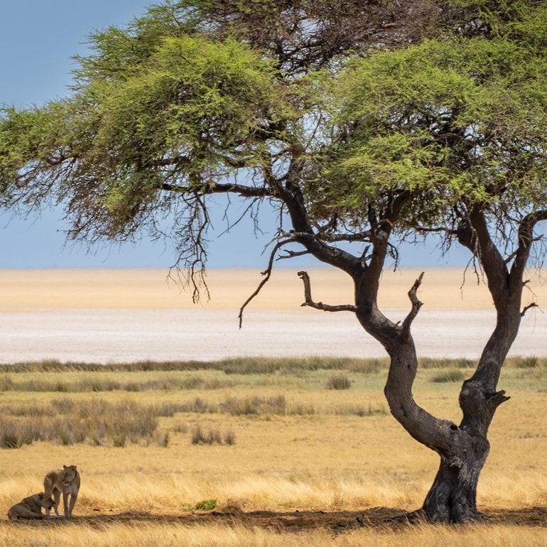 Queens of the desert