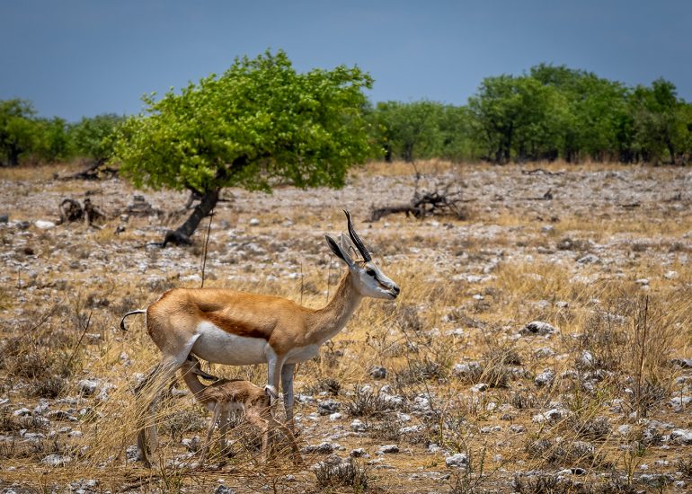 Springbok