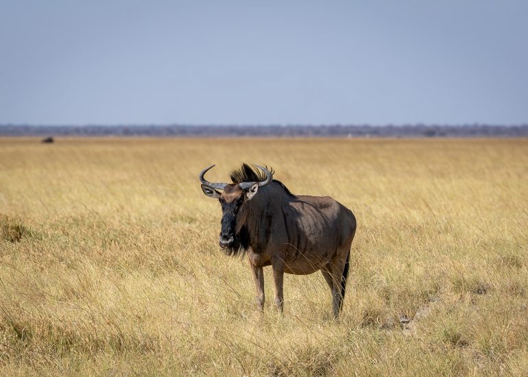 Plains Wildebeest