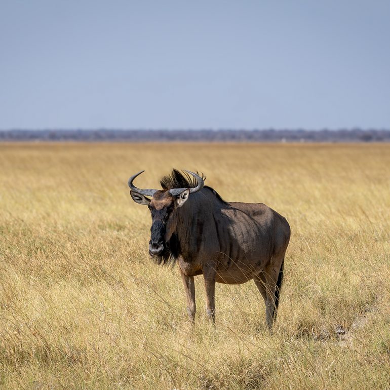 Plains Wildebeest